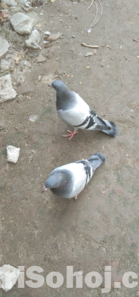 রেসার কবুতর